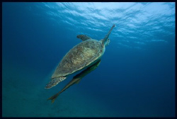 Turtle by Dejan Sarman 